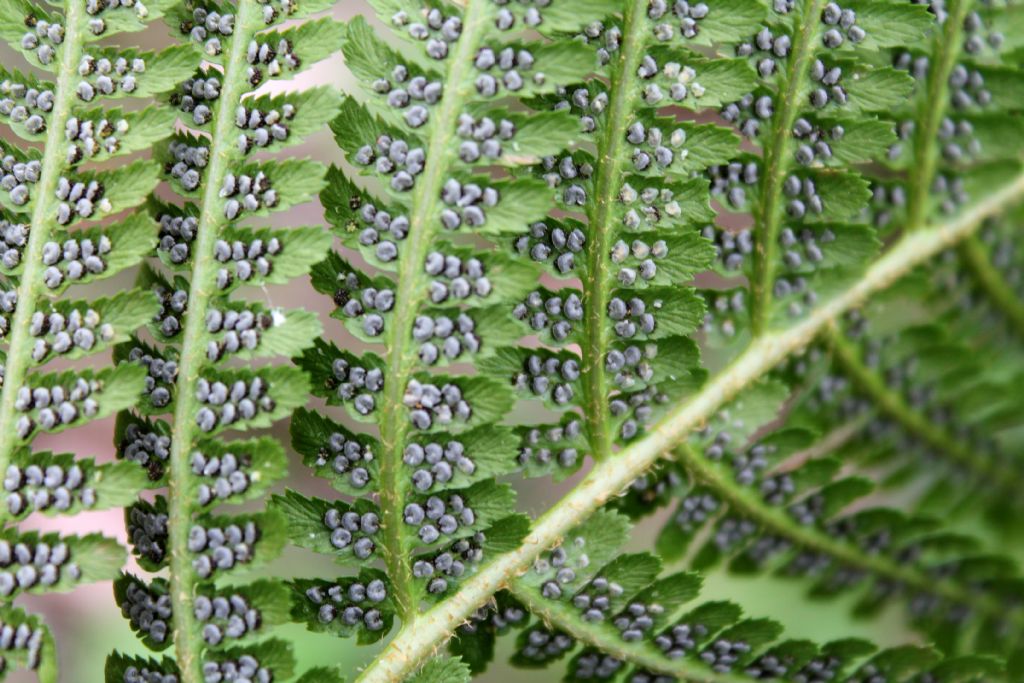 Dryopteris affinis o Dryopteris filix-mas?